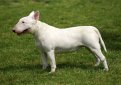 Бультерьер (Английский бультерьер) / Bull Terrier (Bully, Gladiator, English Bull Terrier)