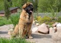 Леонбергер / Leonberger