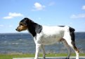 Бразильский терьер / Brazilian Terrier Бразильский терьер / Brazilian Terrier