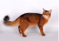 Сомали (Сомалийская кошка) / Somali Cat