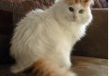 Турецкий ван / Turkish Van Турецкий ван / Turkish Van