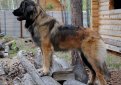 Леонбергер / Leonberger