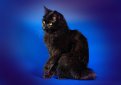 Карельский бобтейл / Karelian Bobtail Карельский бобтейл / Karelian Bobtail