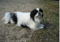 Японский хин / Japanese Chin (Japanese Spaniel)