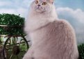 Британская длинношерстная кошка / British Longhair Cat (Britanica, Highlander, Lowlander)