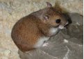 Хомячок Эверсманна / Allocricetulus Eversmanni Хомячок Эверсманна / Allocricetulus Eversmanni