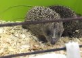 Кошка усыновила ежат во Владивостоке Кошка усыновила ежат во Владивостоке