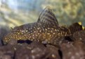 Анцитрус (Простой анцистр, обыкновенный анцитpус) / Ancistrus Dolichopterus (Bristle-Nose Plecostomus)