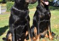 Босерон (Французская овчарка, овчарка из провинции Бос) / Beauceron (Berger de Beauce, Bas Rouge, French Shorthaired, Beauce Shepherd)