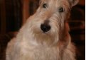 Шотландский терьер (Скотч-терьер, скотти) / Scottish Terrier (Scottie, Aberdeen Terrier)