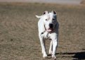 Аргентинский дог (Аргентинский мастиф, дого аргентино) / Dogo Argentino (Argentinian Mastiff)