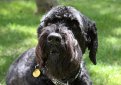 Черный терьер (Русский черный терьер) / Black Russian Terrier (Russkiy Chernniy Terrier)