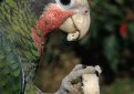 Белоголовый амазон (Кубинский амазон) / Amazona Leucocephala