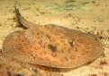 Скат моторо / Potamotrygon Motoro Скат моторо / Potamotrygon Motoro