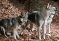 Чехословацкая волчья собака (Чехословацкий влчак) / Czechoslovakian Wolf Dog (Ceskoslovensky Vlsak)