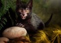 Ликои / Lykoi