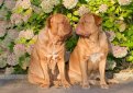 Бордоский дог (Французский мастиф) / French Mastiff (Dogue de Bordeaux, Bordeaux Mastiff, Bordeaux Bulldog)