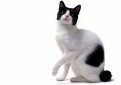 Японский бобтейл / Japanese Bobtail Cat