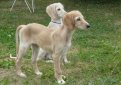 Салюки (Персидская борзая, газелья собака) / Saluki (Persian Greyhound)