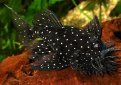 Анцитрус (Простой анцистр, обыкновенный анцитpус) / Ancistrus Dolichopterus (Bristle-Nose Plecostomus)