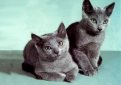 Русская голубая кошка / Russian Blue Cat Русская голубая кошка / Russian Blue Cat
