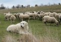 Маремма-абруццкая овчарка (Мареммано-абруццкая овчарка, маремма) / Maremma Sheepdog (Pastore Abruzzese, Cane da Pastore Maremmano-Abruzzese)