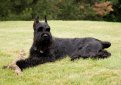 Ризеншнауцер (Гигантский шнауцер) / Riesenschnauzer (Giant Schnauzer)