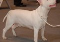 Бультерьер (Английский бультерьер) / Bull Terrier (Bully, Gladiator, English Bull Terrier)