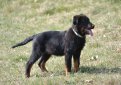 Босерон (Французская овчарка, овчарка из провинции Бос) / Beauceron (Berger de Beauce, Bas Rouge, French Shorthaired, Beauce Shepherd)