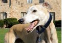Австралийская борзая (Кенгуровая собака) / Australian Greyhound (Kangaroo Dog) Австралийская борзая (Кенгуровая собака) / Australian Greyhound (Kangaroo Dog)