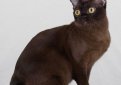 Бурма (Бурманская кошка) / Burmese Cat