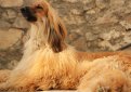 Афганская борзая / Afghan Hound (Ogar Afgan, Eastern Greyhound, Persian Greyhound, Tazi)