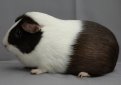 Голландская морская свинка / Dutch Cavy (Holland Guinea Pig)