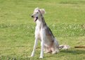 Салюки (Персидская борзая, газелья собака) / Saluki (Persian Greyhound)