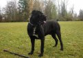 Кане корсо (Итальянская сторожевая собака) / Cane Corso (Sicilian Branchiero)