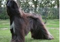 Афганская борзая / Afghan Hound (Ogar Afgan, Eastern Greyhound, Persian Greyhound, Tazi)