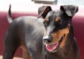 Манчестерский терьер / Manchester Terrier (Black and Tan Terrier)