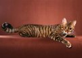 Тойгер / Toyger Cat Тойгер / Toyger Cat
