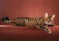 Тойгер / Toyger Cat