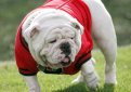 Английский бульдог / English Bulldog (British Bulldog)