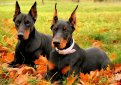 Доберман / Doberman (Doberman Pinscher)