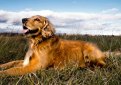 Золотистый ретривер (Голден ретривер) / Golden Retriver