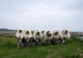 Бобтейл (Староанглийская овчарка) / Bobtail (Old English Sheepdog)