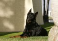 Босерон (Французская овчарка, овчарка из провинции Бос) / Beauceron (Berger de Beauce, Bas Rouge, French Shorthaired, Beauce Shepherd)