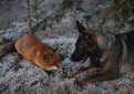 Норвежский фотограф напишет книгу о дружбе собаки и лиса