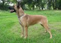 Малинуа (Бельгийская овчарка малинуа) / Belgian Shepherd Malinois (Malinois,  Belgian Malinois)