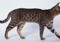 Калифорнийская сияющая кошка / California Spangled Cat