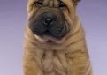 Шарпей (Китайская бойцовая собака) / Shar Pei (Chinese Fighting Dog)