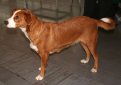 Австрийский короткошерстный пинчер / Austrian Shorthaired Pinscher