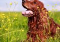 Ирландский сеттер (Ирландский красный сеттер) / Irish Setter (Irish Red Setter)